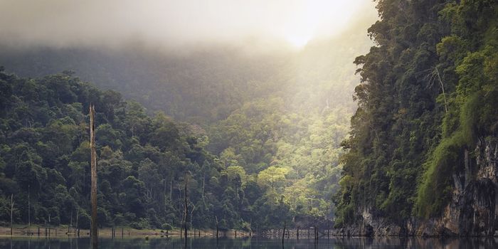 New method to measure carbon emissions from rain forests