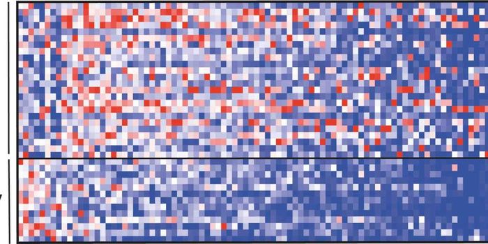 Specific Gut Microbes Slow ALS Progression in a Mouse Model