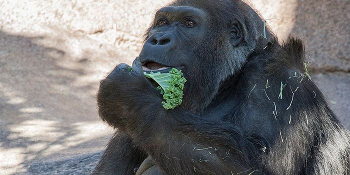 One of the World's Oldest Captive Gorillas Passes Away