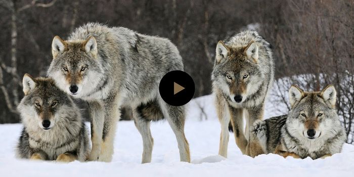 A revival story: Yellowstone