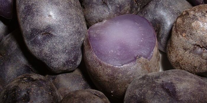 Potatoes for Prevention