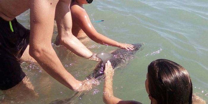 And This is Why Beachgoers Need to Leave Wildlife Alone