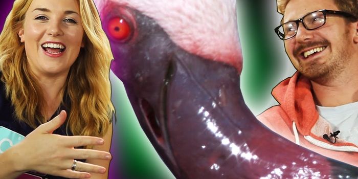 Why do flamingos eat upside down?