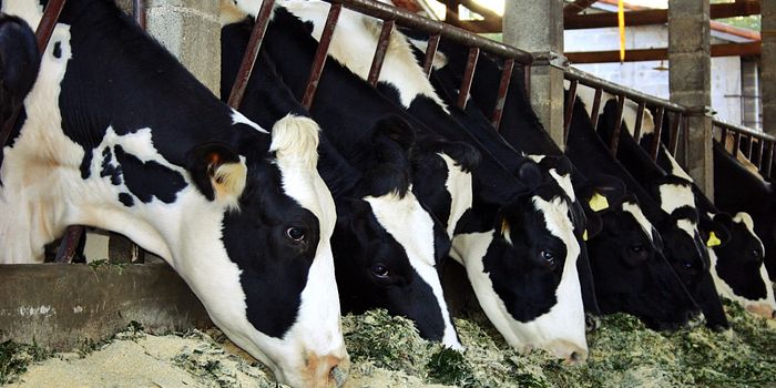 Ethanol byproduct could be the next cattle feed