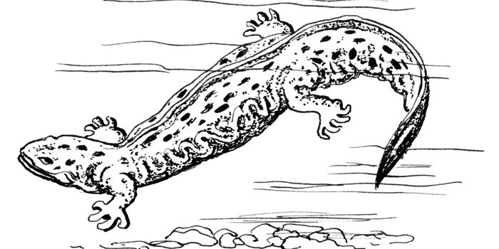 Hellbender Cannibalism Is on the Rise, Thanks to Climate Change