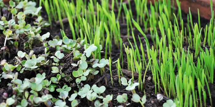 You Can Take Food Security Into Your Own Hands by Growing Microgreens