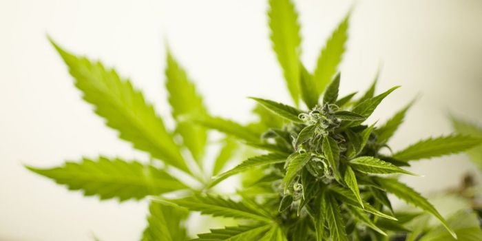 Cannabis Compound CBD Shows Promise as Antibiotic