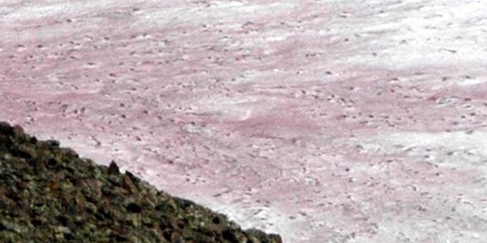 Pretty Pink Snow is Pretty Bad News for Climate