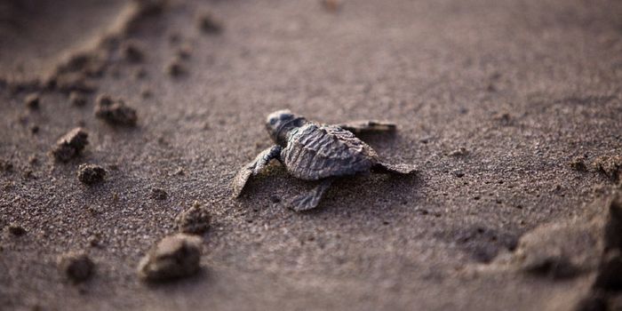 Sea Turtle Hatchlings Have Something Else to Worry About...