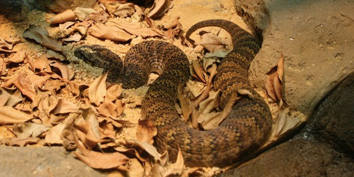After Mass Extinction, All Modern Snakes Evolved From Only a Few Survivors