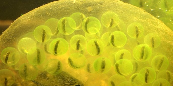 A salamander and its algae