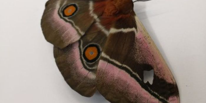 How do Moths Avoid Being Eaten by Bats? The Secret Might Lie in Their 'Fur'