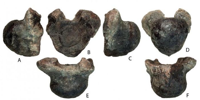 Russian Scientists Describe a Newly-Discovered Sauropod