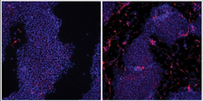 Activating Genes on Demand