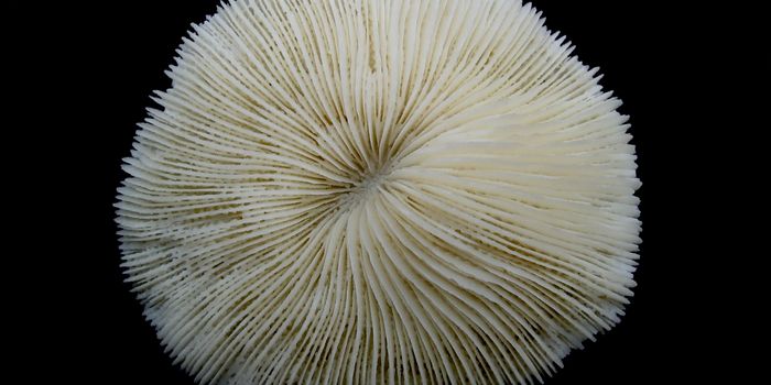 Microplastics are getting stuck in the bones of coral reefs