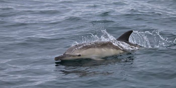 Scotland's Dolphin Populations Rise Exponentially