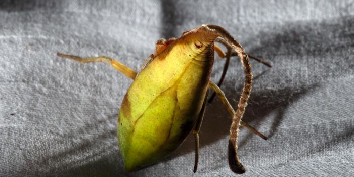 This New Spider Species Looks like a Dead Leaf