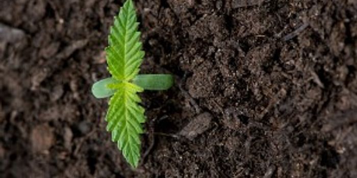 Choosing the right soil for cannabis grows