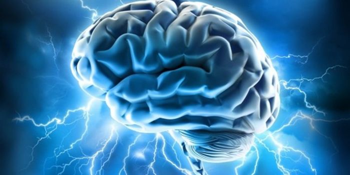 A Better Look at the Brain