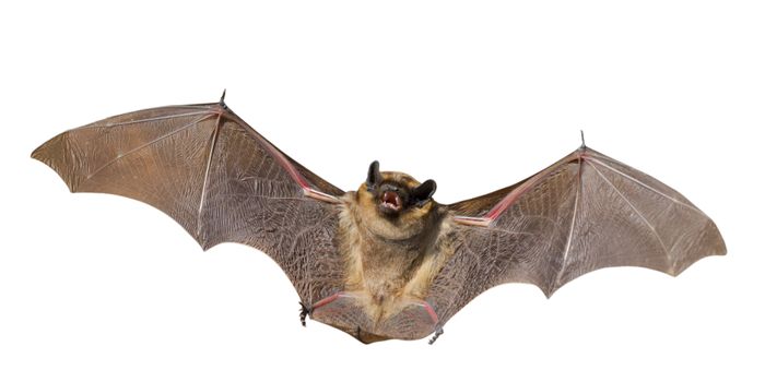 Novel bat virus also infects human cells