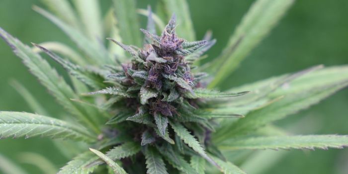 Moderate Cannabis Use in Teenagers Reduces Cognitive Abilities