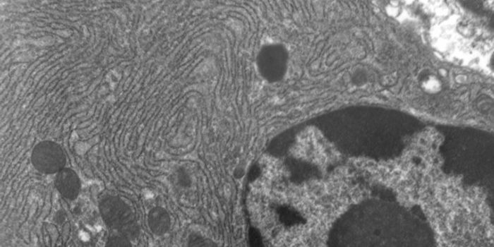 Refining the Principles of Protein Translation