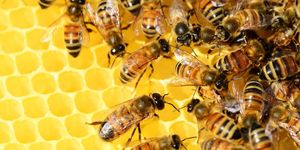 The Surprising Way Honeybees Protect Hives from Hornets