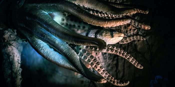 Deep-Sea Critters Opportunistically Munch on a Sunken Whale Carcass