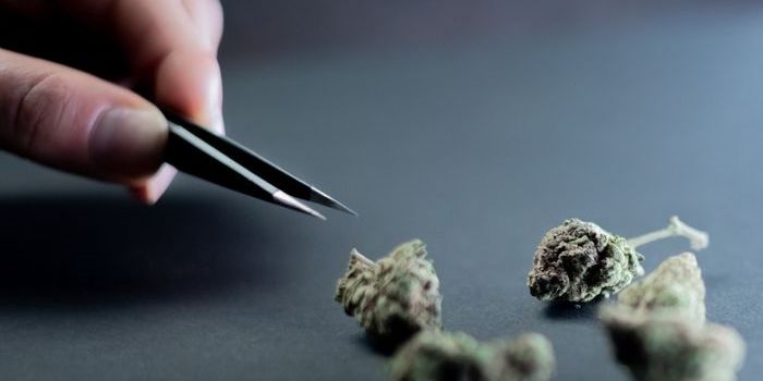 Cannabis QA: How 'Clean' Are Commercial Cannabis and Cannabis-Related Products?