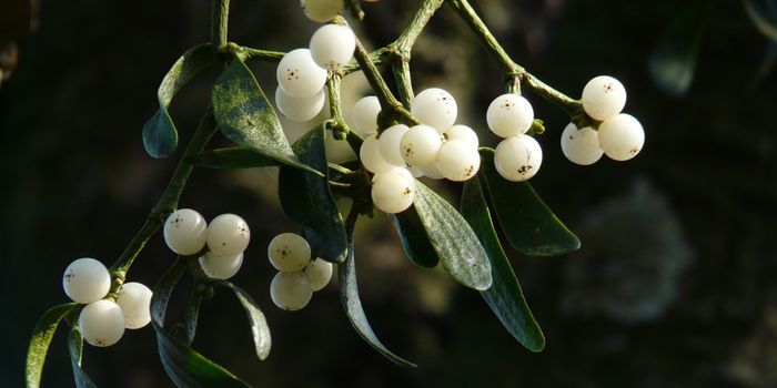 Mistletoe: Parasite, Symbol of Romance, or Cancer Treatment?