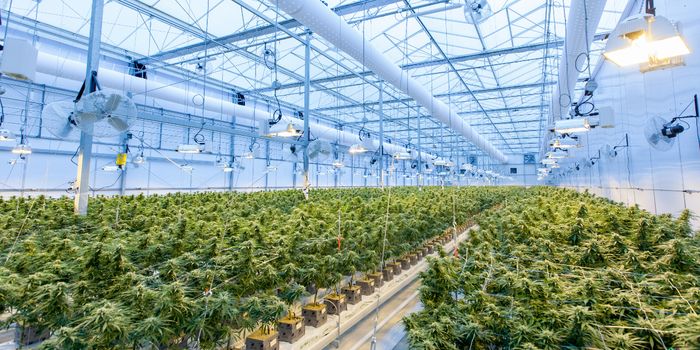Cannabis Cultivation Isn't Actually Very Water-Thirsty
