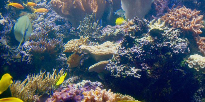 Ocean Salinity Changes Disrupt the Chemistry of Corals