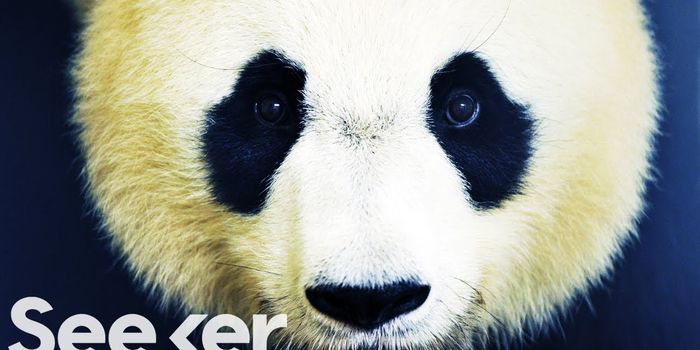 Does Animal Conservation Work?