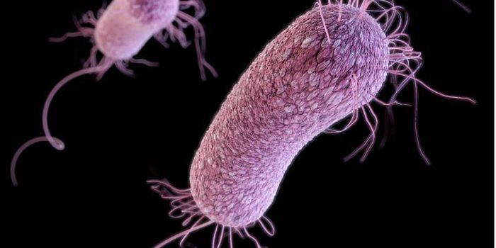 A Killer Combo: Probiotics and Antibiotics