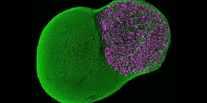 Scientists Create Neuromuscular Organoids That Contract