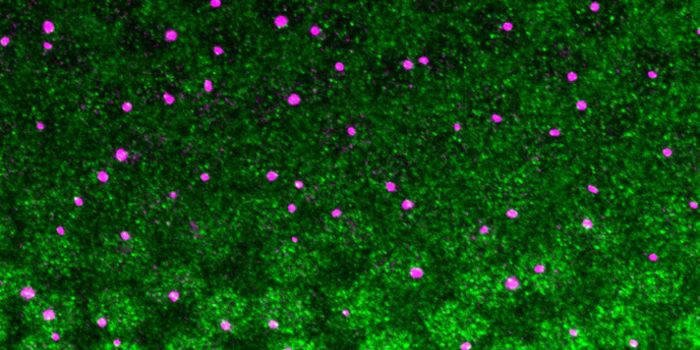 New Insights Into the Role of Enhancers in Gene Regulation
