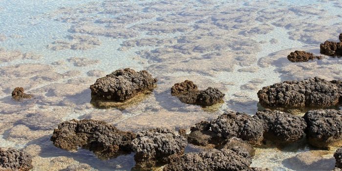 Strange Structures in a Freezing Lake Reveal the Life of Ancient Microbes