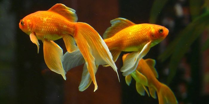 Goldfish Can Communicate via Tiny Current Ripples