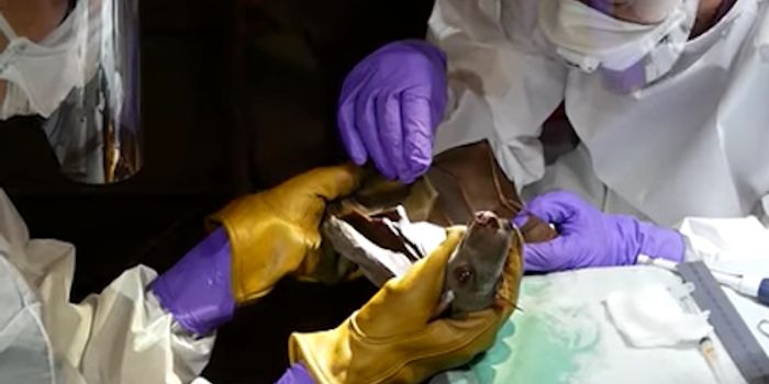 Bats Host Many Deadly Viruses, Without Getting Ill