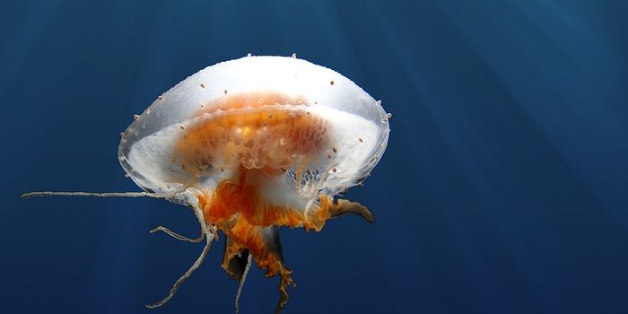 Unregulated Anchoring Threatens Fragile Antarctic Ecosystems