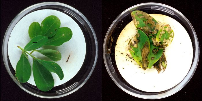 Better Know a Microbe: Bacillus thuringiensis