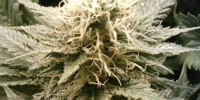 The Physiology of the Munchies