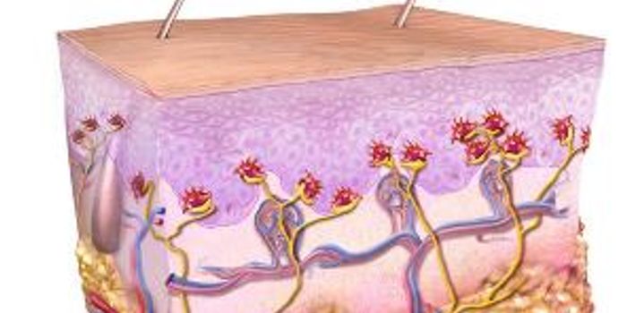Exploring The Mechanism of Sensing a Gentle Touch 