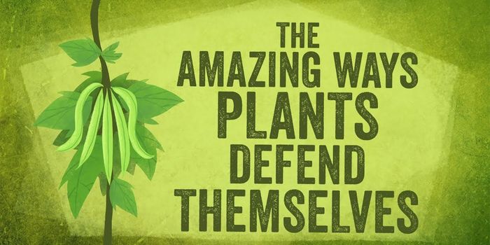 How Plants Fight Back