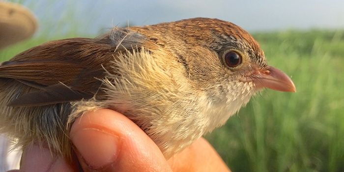 Bird Babbles Its Way Back From Extinction