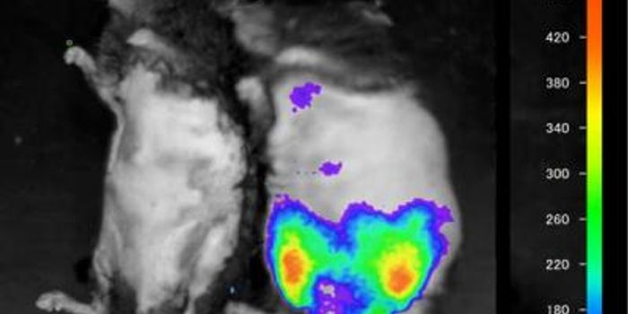 Inflammation Monitoring Tool may Reduce Animal Experimentation Deaths