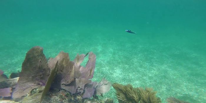 The Mechanisms Underlying Rapid Sex Change in Fish are Revealed