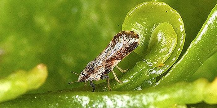 New Technology Discovered to Fight Citrus Greening