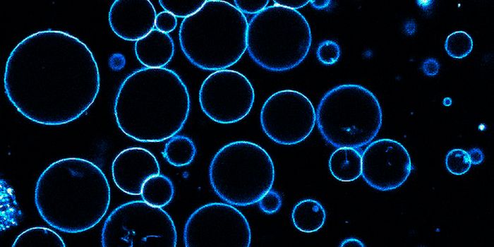 Lipid Synthesis is Crucial to Muscle Health