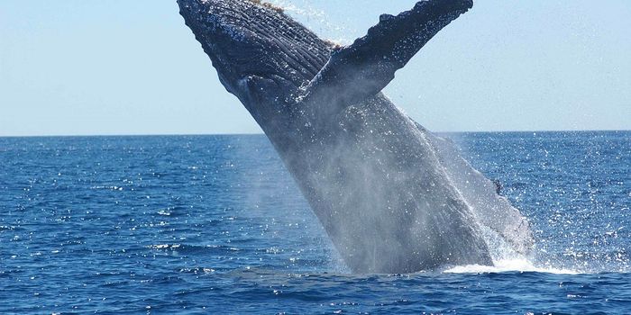 Understanding Why Whales Don't Get Cancer